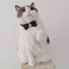 Pet Supplies